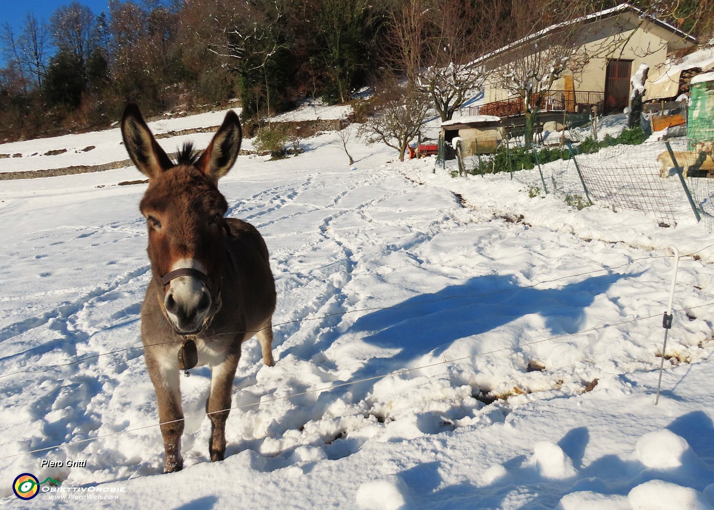 25 Bell'asinello al mio richiamo si avvicina.JPG